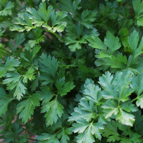 Giant Parsley