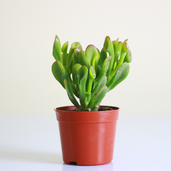 Gollum Jade