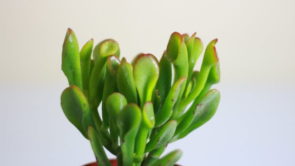 Gollum Jade
