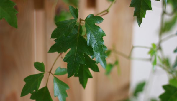 Grape Ivy