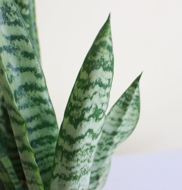 Green Tiger Snake Plant