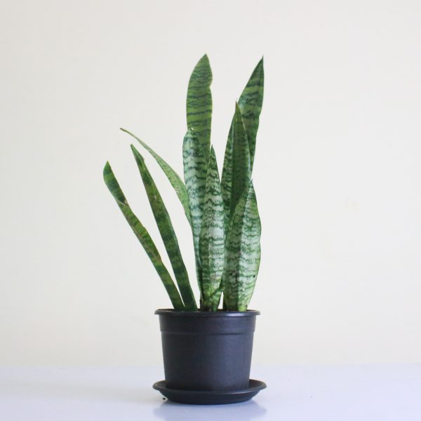 Green Tiger Snake Plant
