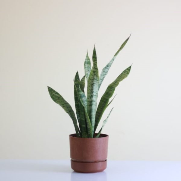Green Tiger Snake Plant
