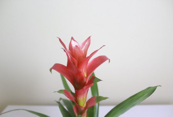 Scarlet Star (Guzmania)