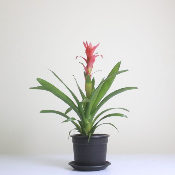 Scarlet Star (Guzmania)