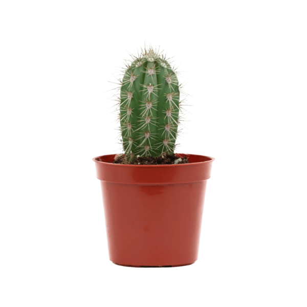 Hairbrush Cactus