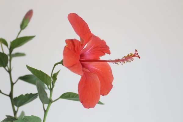 Hibiscus