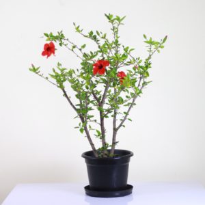 Hibiscus