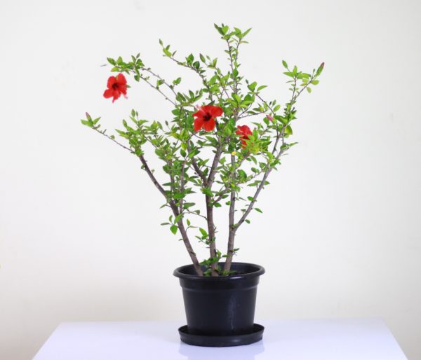 Hibiscus