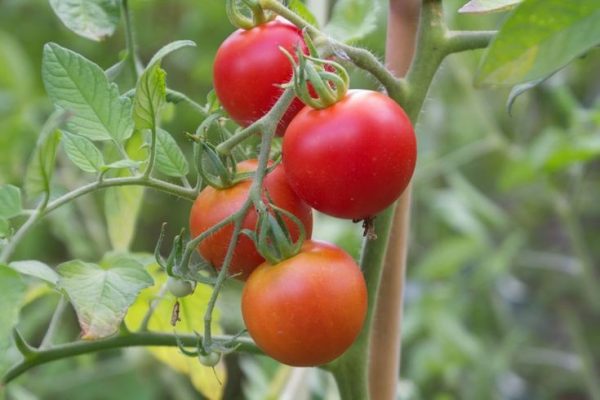 Tomato