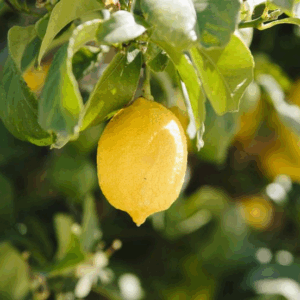Eureka Lemon