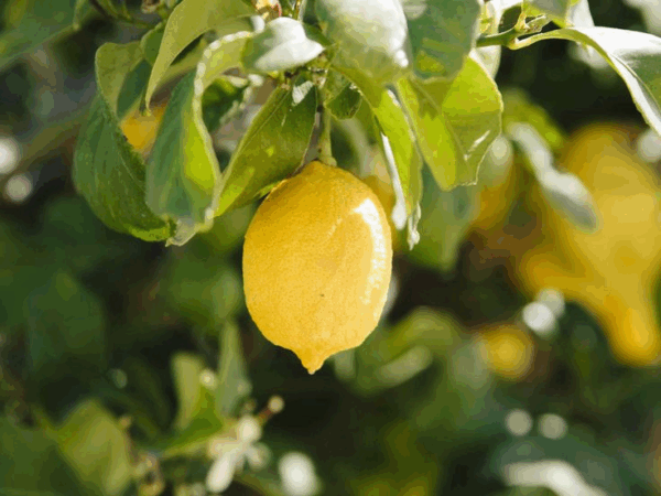 Eureka Lemon