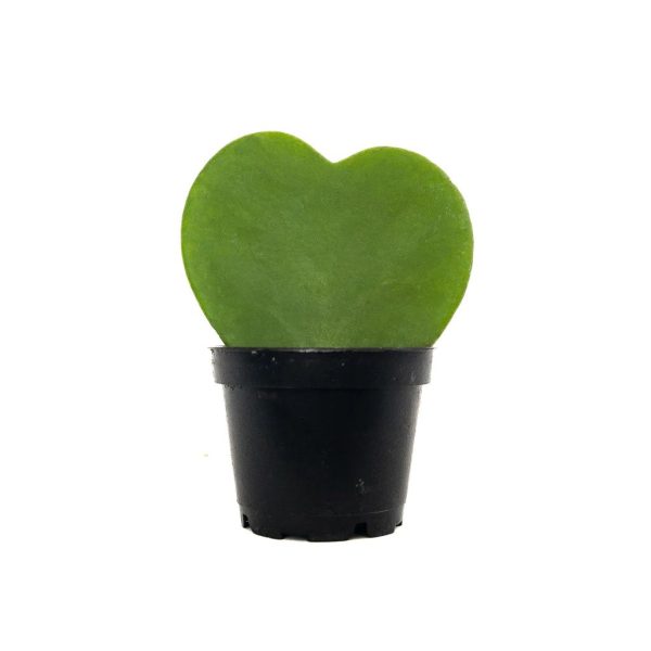 Hoya Heart