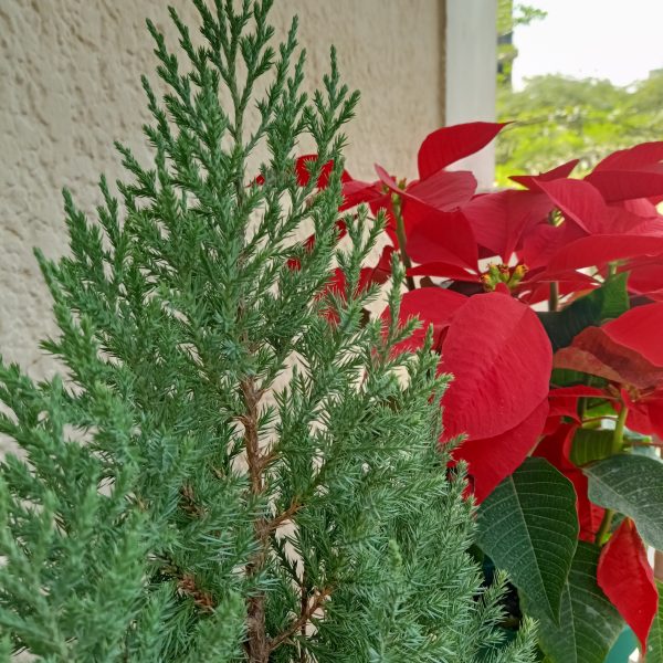 Close up of Poinsettia and christmas bonsai