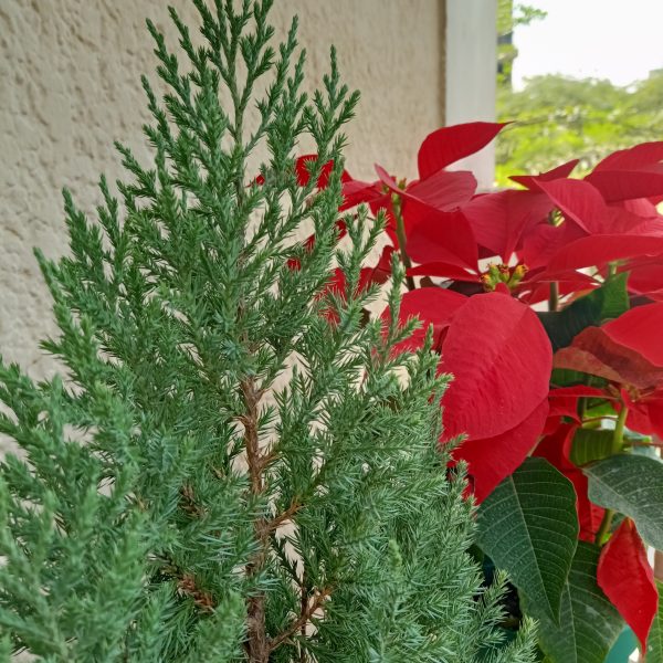 Close up of Poinsettia and christmas bonsai