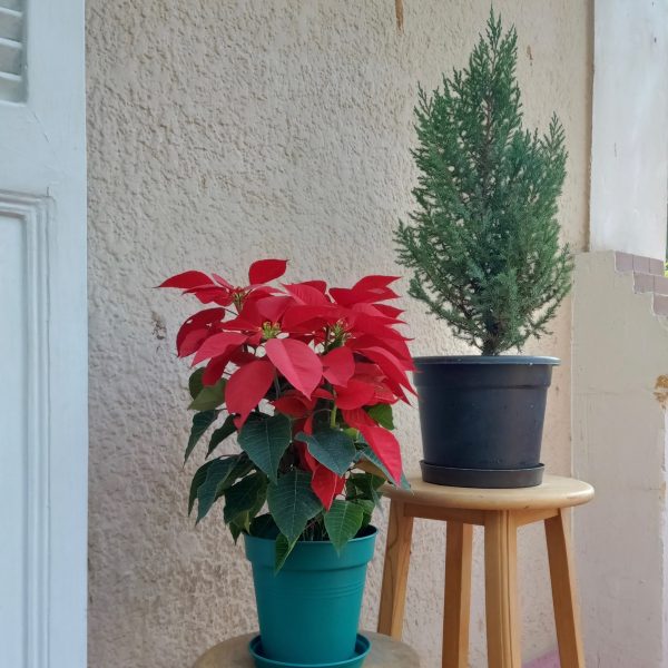 Poinsettia and Chinese Bonsai