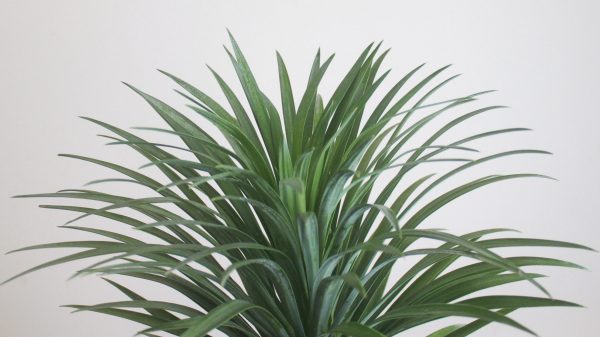 Narrowleaf Yucca