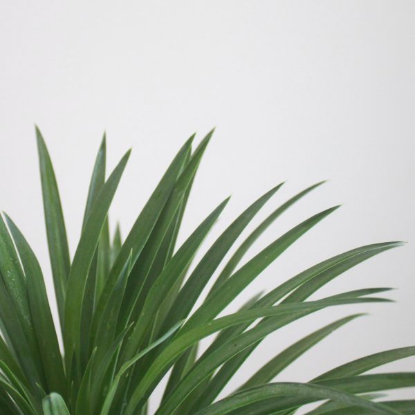 Narrowleaf Yucca