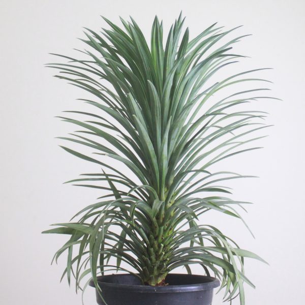 Narrowleaf Yucca