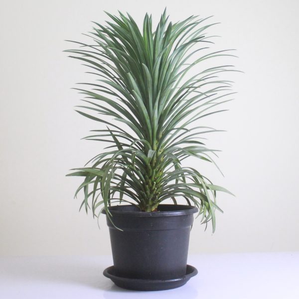 Narrowleaf Yucca
