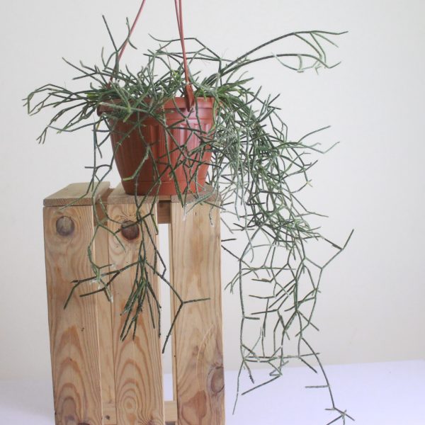 Mistletoe Cactus (Rhipsalis)