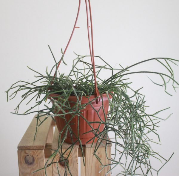 Mistletoe Cactus (Rhipsalis)