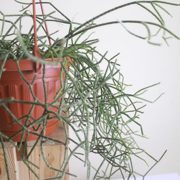 Mistletoe Cactus (Rhipsalis)
