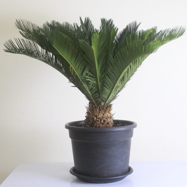 Cycad Palm