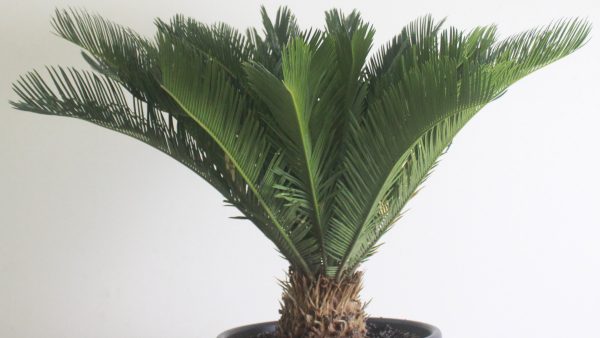 Cycad Palm