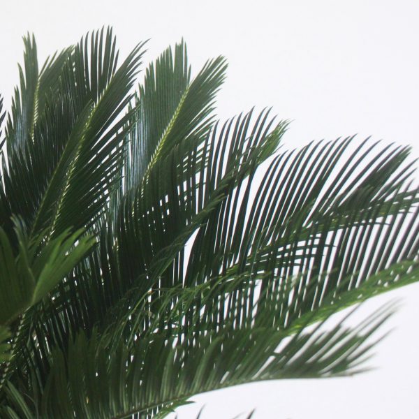 Cycad Palm