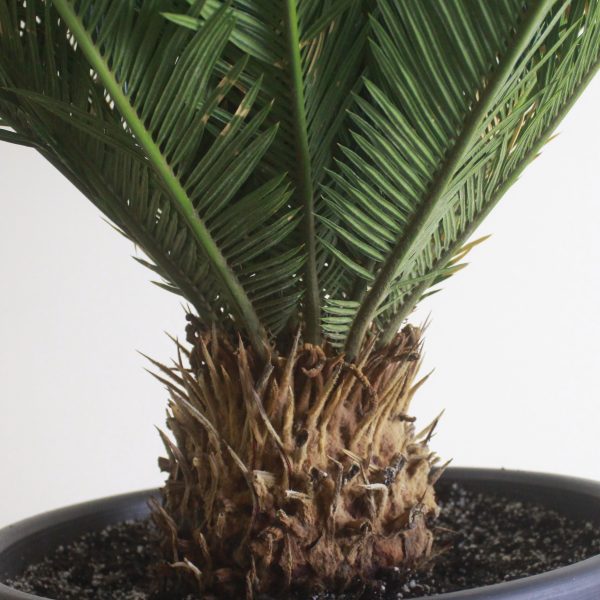 Cycad Palm