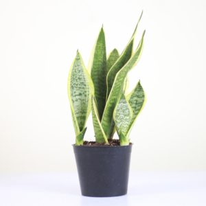 Mini Snake Plant