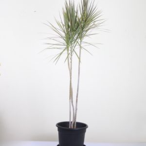 Dracaena Tricolor