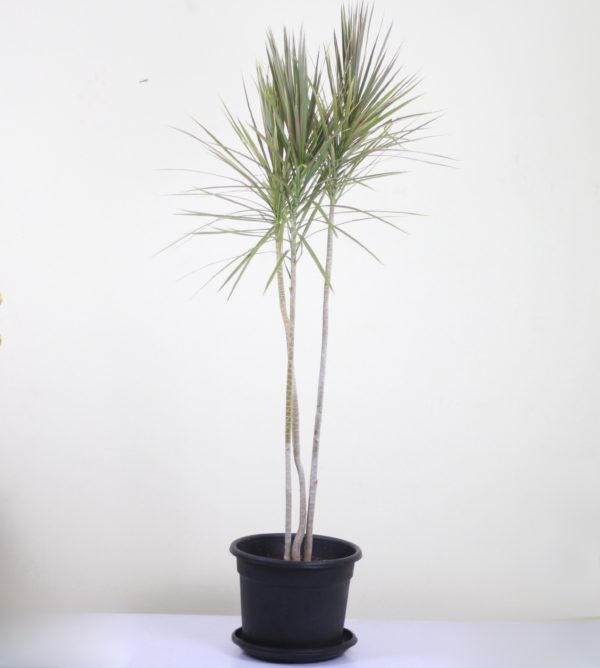Dracaena Tricolor