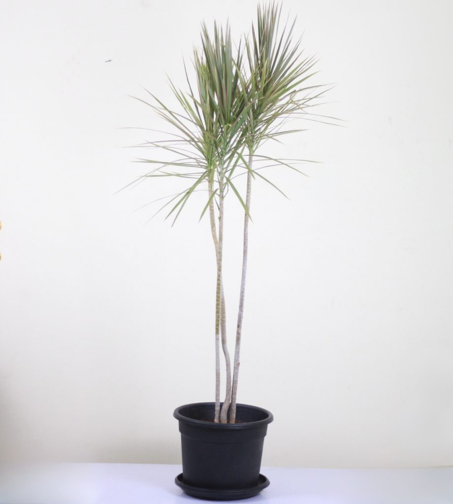 Dracaena Tricolor - Mashtal Garden Centers
