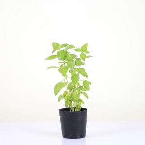 Lemon Basil