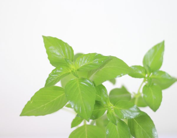 Lemon Basil