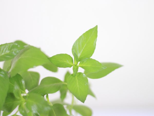 Lemon Basil