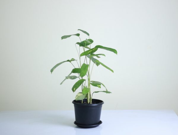 Arrowroot
