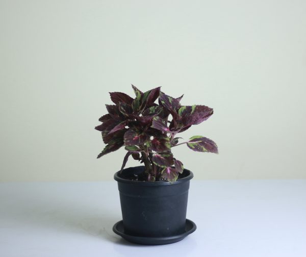 Coleus