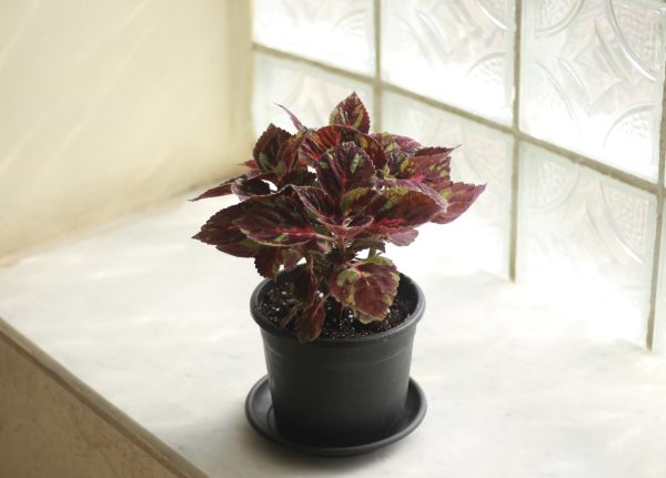 Coleus
