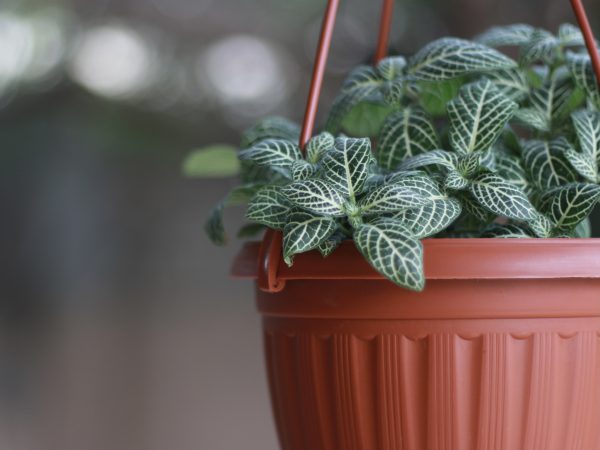 Nerve Plant