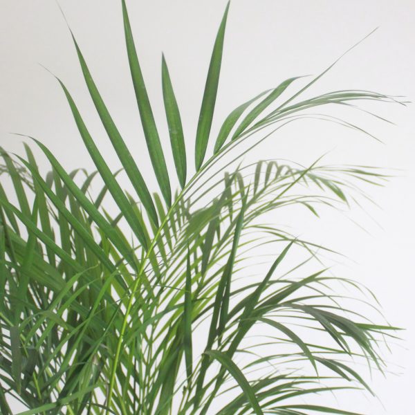 Areca Palm