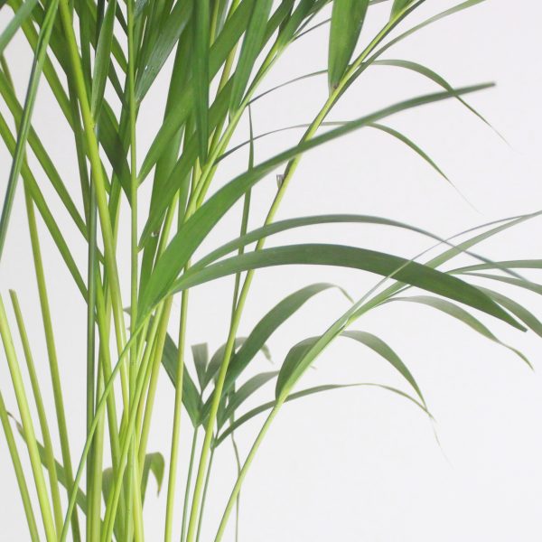 Areca Palm