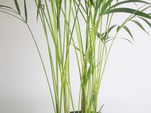 Areca Palm