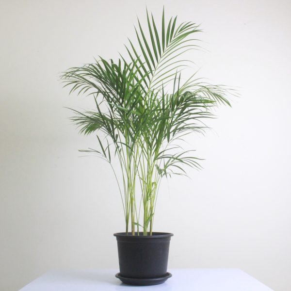 Areca Palm