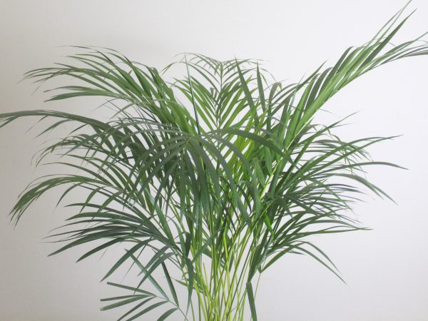 Areca Palm