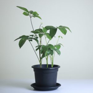 Australian Umbrella Tree