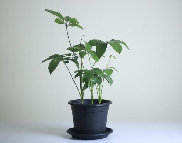 Australian Umbrella Tree