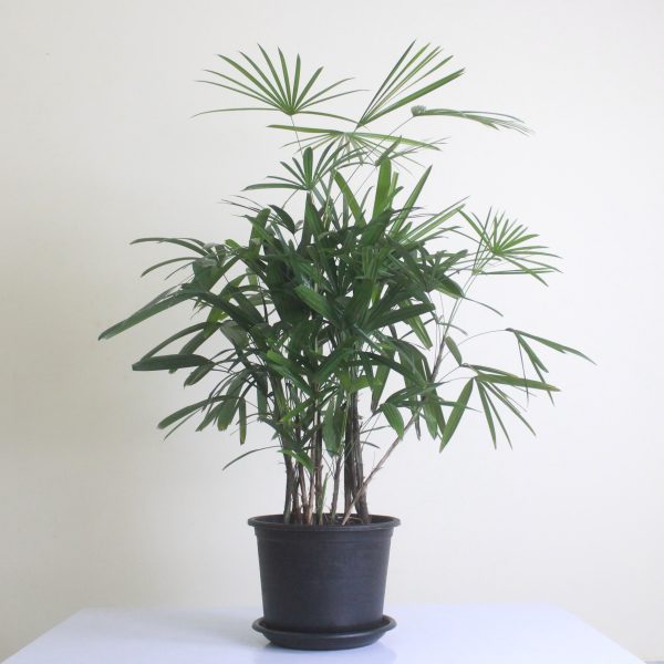 Lady Palm